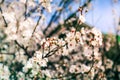 Cherry tree blossoms. Spring flowers bloom. Royalty Free Stock Photo