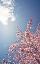 Cherry tree blossoms in the spring Royalty Free Stock Photo