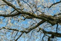 Cherry tree blossoms in the springtime. Branches of sunny cherry tree with white flowers on blue sky background Royalty Free Stock Photo