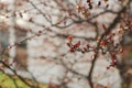 Cherry tree blossoms at sunset in springtime with blurry bokeh