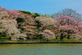 Cherry tree blossoms tidal Basin Washington DC Royalty Free Stock Photo