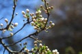 Cherry Tree Blossoms, White Flowers, Spring. Royalty Free Stock Photo