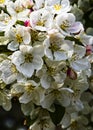 Cherry Tree Blossum