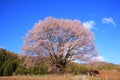 Cherry tree and blue sky Royalty Free Stock Photo