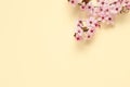 Cherry tree branch with beautiful pink blossoms on beige background, flat lay. Space for text Royalty Free Stock Photo