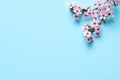 Cherry tree branch with beautiful pink blossoms on light blue background, flat lay. Space for text Royalty Free Stock Photo