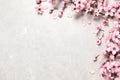Cherry tree branch with beautiful pink blossoms on light stone table, flat lay. Space for text Royalty Free Stock Photo