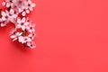 Cherry tree branch with beautiful pink blossoms on red background, flat lay. Space for text Royalty Free Stock Photo