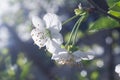 Cherry tree branch in bloom