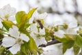 Cherry tree branch bud blossom background as beautiful spring flower blooming season concept.