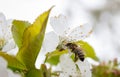 Cherry tree branch bud blossom background as beautiful spring flower blooming season concept.