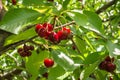 Cherry tree branch with bunch of ripe red cherries Royalty Free Stock Photo