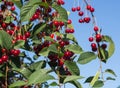 Cherry tree branch with bunches of ripe red berries and green leaves Royalty Free Stock Photo