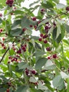 Cherry tree branch with bunches of ripe red berries and green leaves Royalty Free Stock Photo