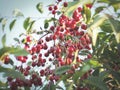 Cherry tree branch with bunches of ripe red berries and green leaves Royalty Free Stock Photo