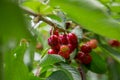 Cherry tree branch cherries hanging on the tree