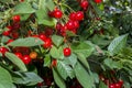 Cherry on a tree branch. Fresh Cherries, Red and sweet cherries Royalty Free Stock Photo