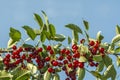 Cherry on a tree branch. Fresh Cherries Royalty Free Stock Photo