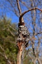 Cherry tree with black knot disease Royalty Free Stock Photo