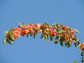 Cherry tree branch