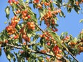 Cherry tree branch