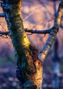 cherry tree branch trunk Disease of a tree, gum on the trunk winter sunset garden scrubbing bark yellow blue Royalty Free Stock Photo