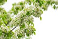 Branches of a blooming cherry