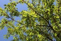 Cherry tree branches adorned with lush green leaves in the sky background