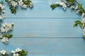 Cherry tree branches with beautiful blossoms on light blue wooden table, flat lay. Space for text Royalty Free Stock Photo