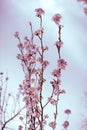 Cherry tree branches in bloom. Vintage soft post processing