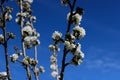 Cherry tree branches in blossom with a few white flowers Royalty Free Stock Photo