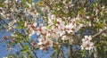 Cherry Tree Branches Blossoms Flowers Sakura Blooming Morning Light Blue Sky Royalty Free Stock Photo