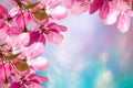 Cherry tree branches with bright pink flowers and green leaves on a colorful abstract background with herbs Royalty Free Stock Photo