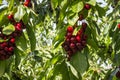 Cherry tree with branches full of ripe dark red cherries and blurred background Royalty Free Stock Photo