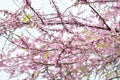 Cherry blossom in spring for background