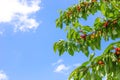 Cherry tree branches with ripening berries against a blue sky. Summer vitamin fruits and berries. Copy space Royalty Free Stock Photo