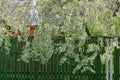 Cherry tree branches with white small flowers and green leaves on a wooden fence in the street Royalty Free Stock Photo