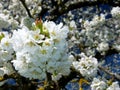 Cherry tree with brilliant white flowers and blue sky