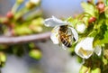 Cherry tree Cerasus