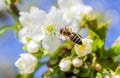 Cherry tree Cerasus