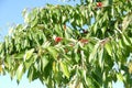 A cherry tree