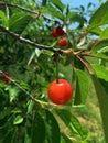 Cherry on a tree, cherry fruit hanging on a twig, red fruit in summer, juicy cherry, healthy food, green leaves on a fruit tree