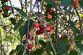 Cherry tree and cherry paintings, fresh cherry paintings on a cherry tree Natural organic cherry wood and cherry table, fresh cher