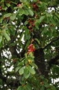 cherry tree with cherrys Royalty Free Stock Photo
