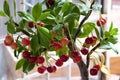 Cherry tree from clay, handmade bonsai