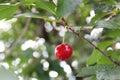 Cherry on the tree close up Royalty Free Stock Photo