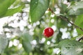 Cherry on the tree close up Royalty Free Stock Photo