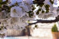 Cherry tree close up