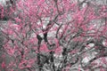 Cherry tree contrast in kioto Royalty Free Stock Photo