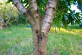 Cherry tree disease Royalty Free Stock Photo